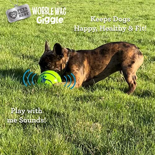 Dog Playing with a Green Ball on Grass