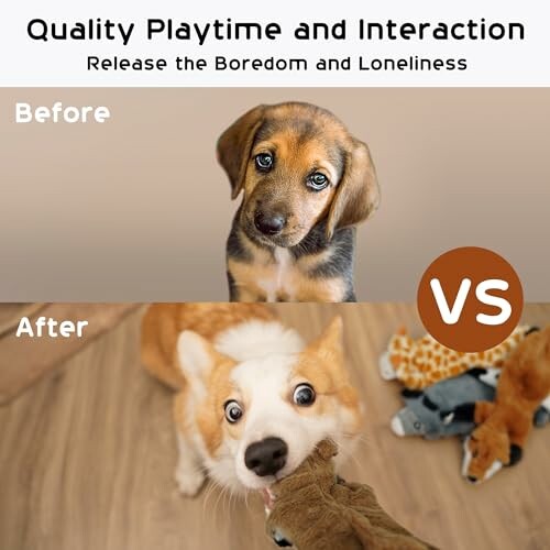 Comparison of a puppy before playtime and a dog after playtime with toys.