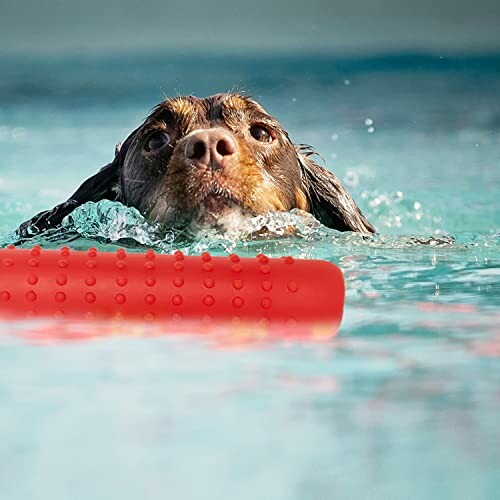 Dog swimming towards a red toy in a pool.