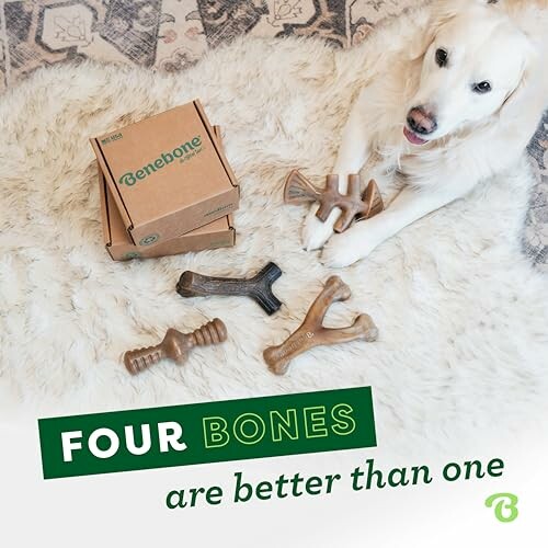 Dog lying on rug with Benebone dog toys and boxes.